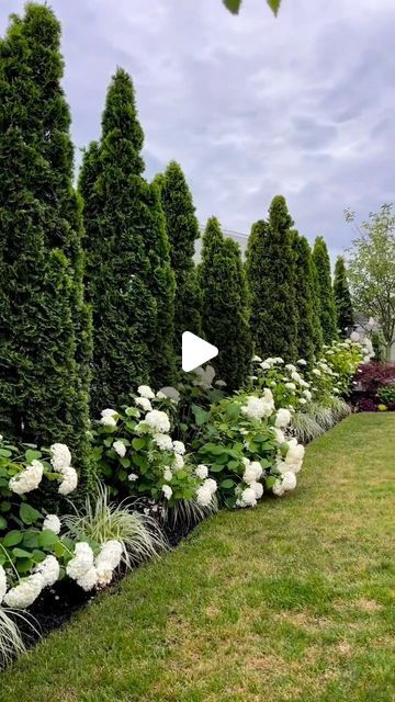 Landscape Ideas For Horseshoe Driveway, Beautiful Front Yard Landscaping Ideas, Emerald Green Tree Landscaping, Backyard Landscaping With A Pool, Arborvitae Along Fence, Emerald Arborvitae Landscaping, Hydrangea And Evergreen Landscaping, Arbor Vitae Landscape, Arbivortae Landscaping