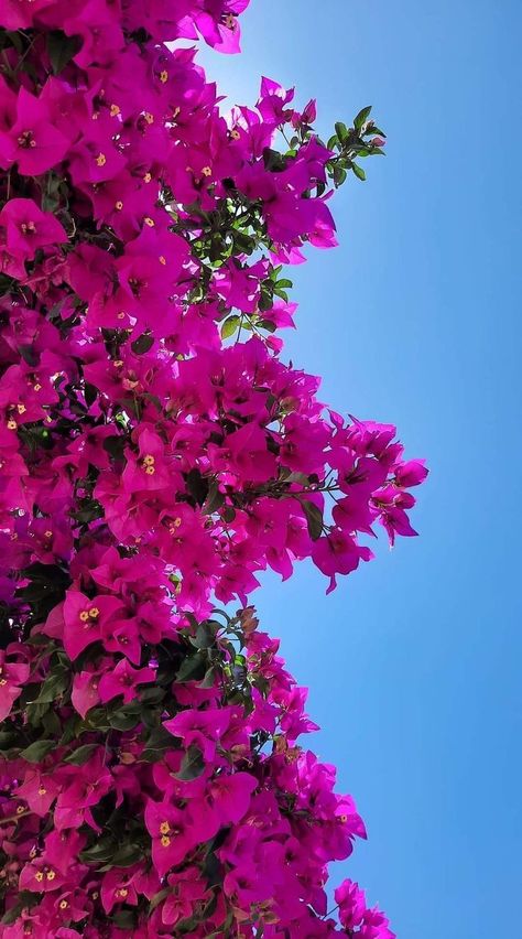 Buganvilla Flower, Buganvilla Aesthetic, Bougainvillea Wallpaper, Bougainvillea Aesthetic, Pretty Flowers Photography, Iphone Wallpaper Texture, Iphone Wallpaper Landscape, Vintage Flowers Wallpaper, Flowers Photography Wallpaper