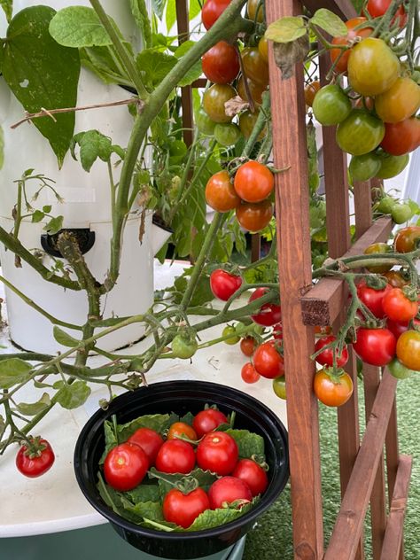 Tomatoe Aesthetic, Tomatoe Girl Aesthetic, Tomato Garden Aesthetic, Tomato Aesthetic, Cherry Tomatoes Aesthetic, Tomato Plants Aesthetic, Tomato Plant Aesthetic, Tomato Girl Summer Aesthetic, Indoor Grow Lights