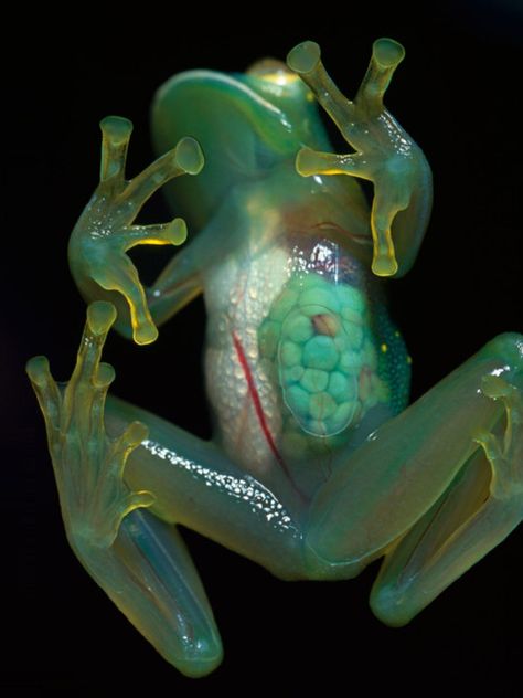 The see-through skin of an 2.5-centimeter-long glass frog reveals her eggs. Native to Venezuela, the frogs lay eggs in bushes and trees overhanging streams. Tadpoles hatch, then tumble into the current to be swept away. Transparent Frog, Frosch Illustration, Glass Frog, Green Frog, Frog And Toad, Tree Frogs, Reptiles And Amphibians, Cute Frogs, Weird Animals