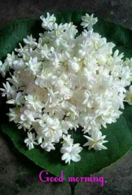 Good Morning Image - DesiComments.com Good Morning Image, Summer Flowers Garden, Jasmine Plant, Good Morning Nature, Good Morning Beautiful Flowers, Good Morning Flowers Gif, Good Morning Beautiful Images, Good Morning Images Flowers, Jasmine Flower