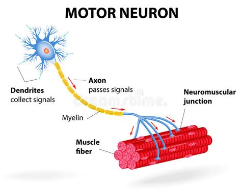 Motor neuron. Vector diagram. Structure motor neuron. Vector diagram. Include de , #Ad, #motor, #Structure, #dendrites, #Include, #neuron #ad Neuron Diagram, Guillain Barre, Spinal Muscular Atrophy, Motor Neuron, Golf School, Scientific Articles, Muscle Weakness, Sweat Gland, Muscle Contraction