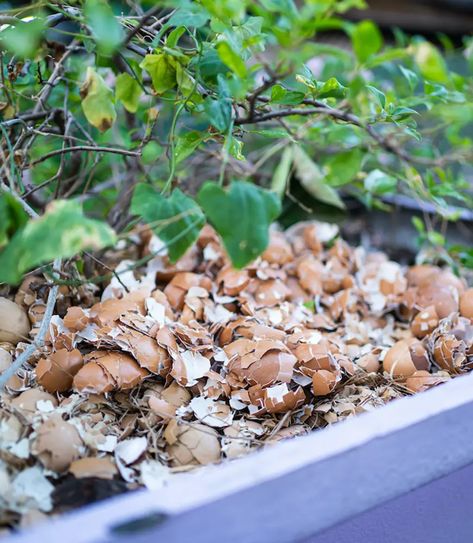 How to Use Eggshells for Plants + Garden Using Eggshells In The Garden, Eggshells In Garden, Plants Garden, Peeling Potatoes, Egg Shells, Garden Landscaping, How To Use, Soil, Egg