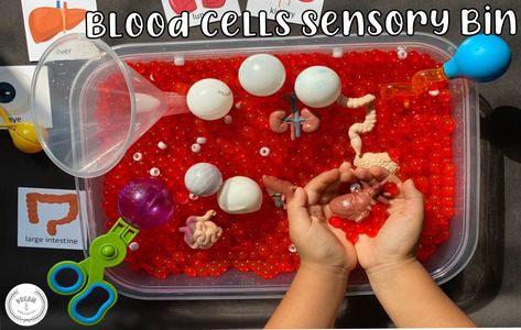 Have fun learning about blood and what blood is made out of. This sensory bin provides a unique and hands-on sensory experience that children can explore for many hours while further enriching your child's understanding of how blood works and why blood is important to our bodies. Add interesting items like funnels, scoopers, and beads to create an unforgettable STEAM experience! Health Sensory Bin For Preschool, Human Body Sensory Bin, Doctor Sensory Bin, Teddy Bear Clinic, Sensory Play Toddlers, Human Body Science, Blood Components, Human Body Activities, Body Science