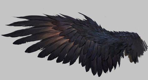 Raven Wings, Wings Drawing, Wing Tattoo, Creation Art, Wings Art, Crows Ravens, Painting Classes, Bird Wings, Desenho Tattoo