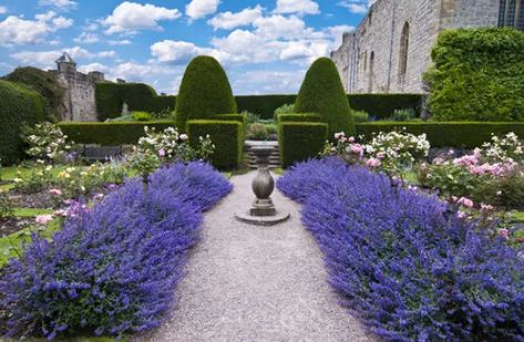 Finally, A ‘Phenomenal’ Lavender That Looks Good All Winter - Here By Design Phenomenal Lavender, Lavender Hedge, Lavender Varieties, Formal Garden Design, Long Flowers, Lavender Garden, Formal Garden, Lavender Farm, Lavender Plant