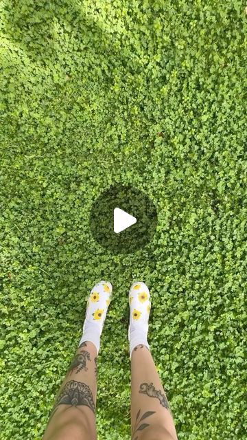 Angelina & Skyler on Instagram: "Time for a clover lawn update! (And no hate to this other creator, it’s okay to have different opinions 😅💚) #clover #cloverlawn #lawn #landscape #ecofriendly #sustainable #garden #backyard" Garden No Lawn Ideas, Clover Lawn Ideas, Clover Backyard, No Lawn Backyard, White Clover Lawn, Clover Yard, Clover Lawns, Clover Garden, Clover Lawn