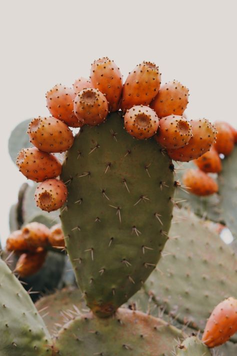 Cactus Fruit, Cactus Backgrounds, Pear Fruit, Prickly Pear Cactus, Poppy Flowers, Prickly Pear, Nerve Pain, Cactus And Succulents, Poppy Flower