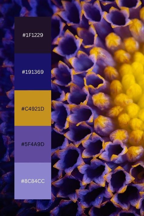 Colour Palette Purple Yellow, Colors That Go Good With Purple, Purple Blue Yellow Color Palette, Blue Yellow Purple Colour Palettes, Masculine Purple Color Palette, Colour Combinations Black, Color Pallets With Yellow, Royal Colour Combinations, Glowing Color Palette