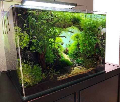 10g Aquascape, Shrimp Tank Aquascape, Nanotank Aquascape, Jungle Aquascape, Aquascape Inspiration, Aquaponics Aquarium, Natural Aquarium, Desktop Aquarium, Fish Aquarium Decorations