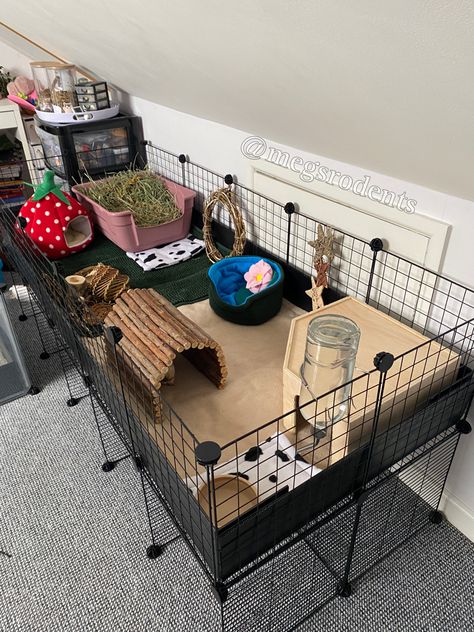 Small Guinea Pig Cage Ideas, C&c Cage Ideas, C And C Guinea Pig Cage, Guinea Pig C&c Cage Ideas, C C Cage Guinea Pigs Ideas, C&c Guinea Pig Cage Ideas, Guinea Pig Set Up, Diy Guinea Pig Hideout, Guinea Pig Cage Setup Ideas