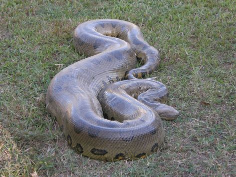 Green Anaconda | National Geographic Biggest Snake In The World, Anaconda Attack, Giant Anaconda, Anaconda Snake, Green Anaconda, Snake Facts, Milk Snake, Reticulated Python, Large Snake