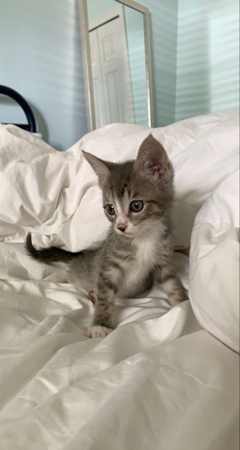 Gray Kitten Aesthetic, Gray Cat Aesthetic, Cat Gray And White, Gray And White Kitten, Gray Tabby Kitten, Grey And White Kitten, Gray And White Cat, Grey Tabby Kittens, Gray Kitten