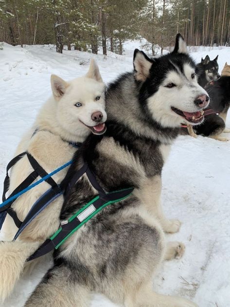 Huskies Sled, Cute Dogs Images, Cute Husky, Husky Lover, Dog Search, Cute Dog Pictures, Pretty Dogs, Husky Puppy, Husky Dogs