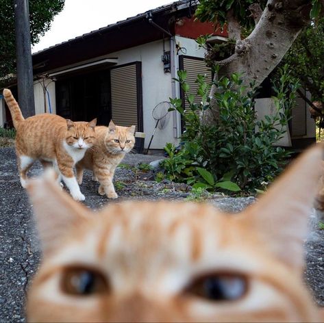 Orange Cats, Japan Aesthetic, Silly Animals, Cat Aesthetic, Silly Cats, Pretty Cats, 귀여운 동물, Cat Pics, Cool Cats