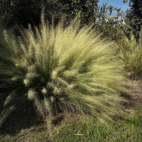 I just love the airy flow of the grasslands and you can evoke this dreamy, calming landscape in your own garden by planting this warm season grass. Muhly grass comes in various cultivars and with ‘Pink Cloud’ being most common. Also pictured here is the ‘White Cloud’. The white and pink parts of the plant are the flowers, and since this is a warm season grass it looks its best right now. In the winter, these need to be coppiced and pruned down to thrive in the following warm season months. Mu... Season Months, Parts Of The Plant, Seasons Months, Pink Cloud, White Cloud, Pink Clouds, In The Winter, Planting, The White