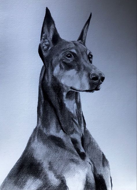 Doberman Drawing, Doberman Sketch, Dog Pencil Drawing, Hyperrealistic Drawing, Charcoal Art, Mini Drawings, Charcoal Drawing, Sketchbook Art Inspiration, Doberman