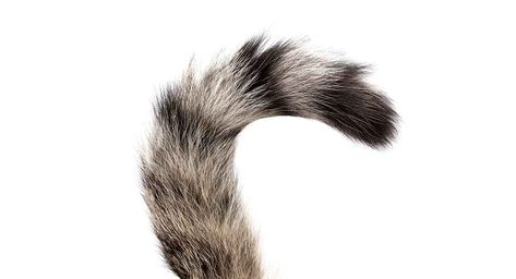 Fluffy Cat Tail Drawing Reference, Cat Tail Reference, Cat Tail Drawing, Types Of Tails Drawings, Cat Language Tail, What Do Cats Tails Mean, Cat With Tail Up, Cat Tail Language, I Miss My Cat