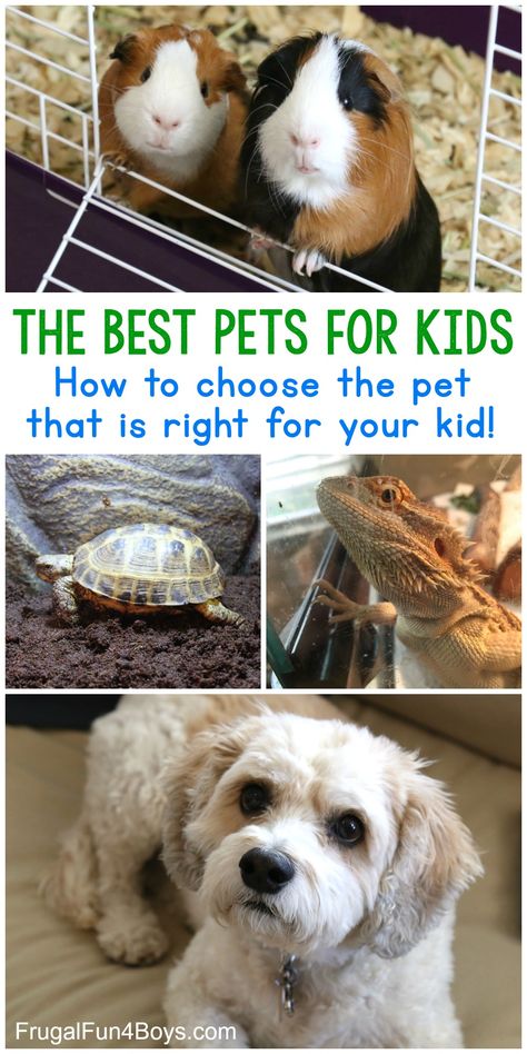 The Best Pets for Kids - Choose the best pet for your child! - Frugal Fun For Boys and Girls Small Pets For Kids, Pets For Kids, Best Pets For Kids, Low Maintenance Pets, Getting A Kitten, Easy Pets, Pet People, Indoor Pets, Getting A Puppy