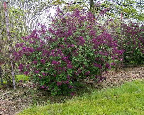 For lilac blooms that last into summer, the Bloomerang® Lilac is one variety you should try. These flowers have been bred to be disease-resistant, and they still attract curious hummingbirds and butterflies. Bloomerang Lilac, Shrubs For Borders, Lilac Plant, Low Maintenance Shrubs, Dark Purple Flowers, Lilac Bushes, Lilac Tree, Twice Once, Flowering Shrubs