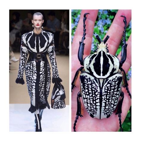 2,925 Me gusta, 23 comentarios - Jill Sherman (@fashion.biologique) en Instagram: "#throwbackthursday The Goliath Orientalis is a dramatic beetle—not just visually, but in every…" Bug Dress, Nature Inspired Fashion, Fashion Nature, Into Fashion, The Natural World, Fashion Illustration Dresses, Fashion Design Drawings, Fashion Inspiration Design, Fashion Design Sketches