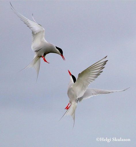 Ballet in the sky Photo by Helgi Skulason Arctic Tern, Coastal Birds, Chicken Painting, Beautiful Fish, Bird Pictures, Birds Tattoo, Sea Birds, Bird Drawings, Wildlife Animals