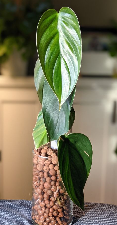 Philodendron Jungle Boogie, Semi Hydroponics, Jungle Boogie, Prince Of Orange, Philodendron Plant, Plant Mama, Self Watering Pots, Inside Plants, Water Reservoir