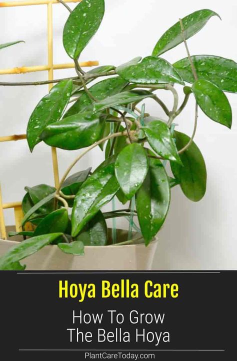 Hoya Bella Care: How To Grow Miniature Wax Plants Wax Plants, Hoya Bella, Hoya Plant, Wax Plant, Insecticidal Soap, Attract Pollinators, Wax Flowers, Peat Moss, Neem Oil