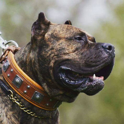 Presa canario dog collar Presa Canario Tattoo, Press Canario, Beautiful Dog Pictures, Top Facts, Mastiff Dog Breeds, Mastiff Breeds, Presa Canario, Bully Breeds Dogs, Cane Corso Dog