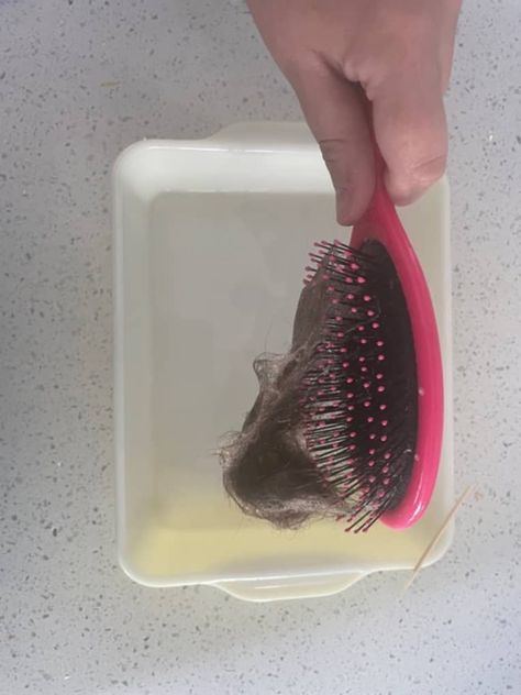 How to Clean Hair from a Hairbrush with Shampoo and a Toothpick | Apartment Therapy Pulling Hair Out, Natural Hair Removal Remedies, Clean Hairbrush, Underarm Hair Removal, Women Health Care, Hair Due, Body Hair Removal, Hair Vitamins, Household Cleaning Tips