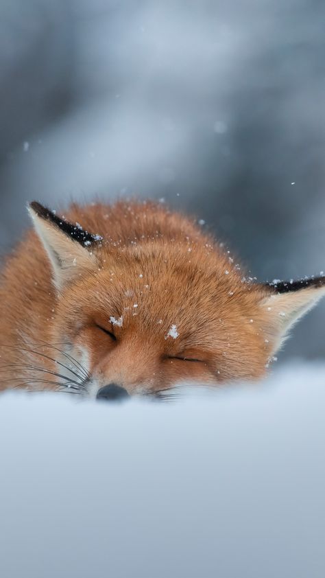 Wolf Tracks, Bing Wallpaper, Fox Species, Fox In Snow, Fox Wallpaper, Young Fox, Winter Drawings, Snow Animals, Red Foxes