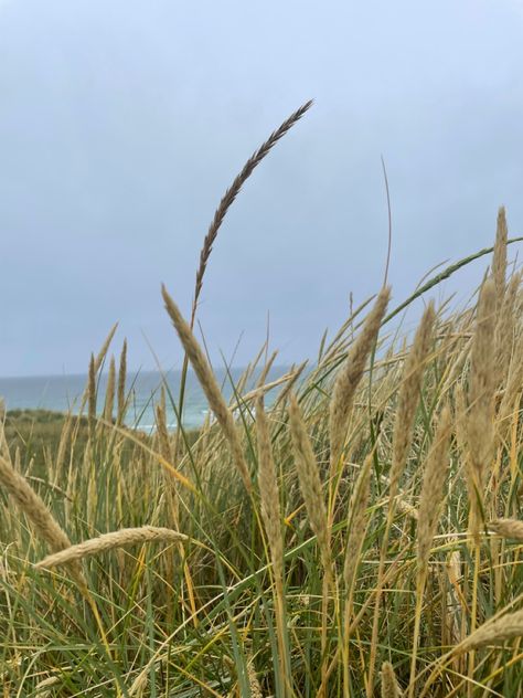 #backround #grass #beach #calm #walpaper #summer #aesthetic Wal Paper, Beach Grass, Wheat Grass, Wheat Straw, Summer Aesthetic, Wheat, The Beach, Straw, Herbs