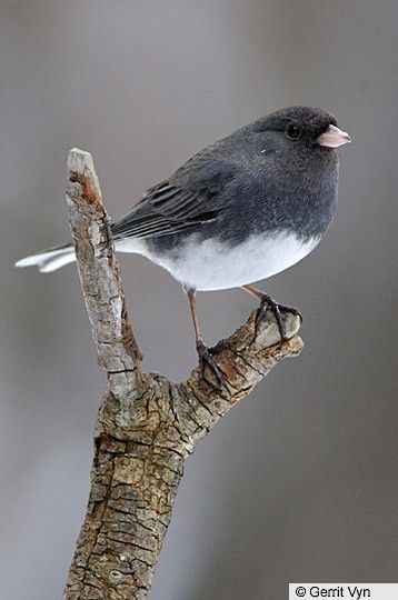 Dark-eyed Junco - | Birds of North America Online Junco Bird, Indiana Pennsylvania, Ohio Winter, Ohio Birds, Snow Birds, Birds Of North America, Winter Birds, Bird Aviary, Life List