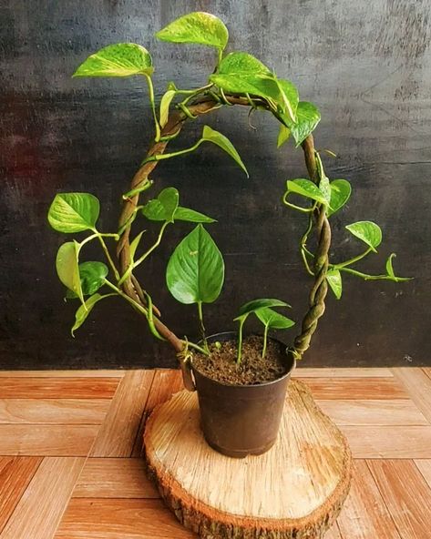 Shape your green oasis with love and creativity—this DIY round support is the key to your Golden Pothos' happiness. #GreenOasis #PlantParenting #DIYSupport #GoldenPothosLove #PlantLovers #CreativeGardening #IndoorGarden #DIYDecor #PothosParadise #NatureCrafts Pothos Styling, Pothos Ideas, Diy Hanging Planter, Basket Weaving Patterns, Plant Room, Golden Pothos, Green Oasis, Natural Health Care, Creative Gardening