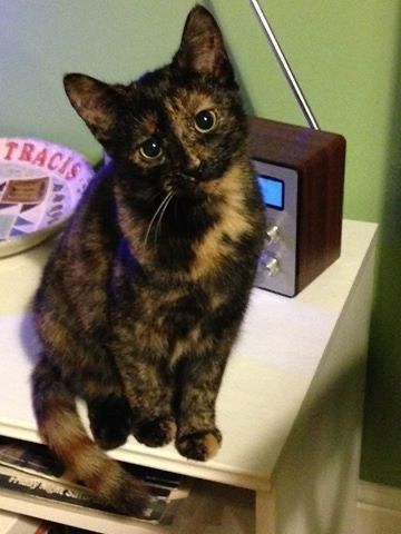 Tortie Kitten, Tortoiseshell Cats, Calico Cats, Winter Road, Cat Call, Söt Katt, Tortoise Shell Cat, Puppies And Kitties, Silly Cats Pictures