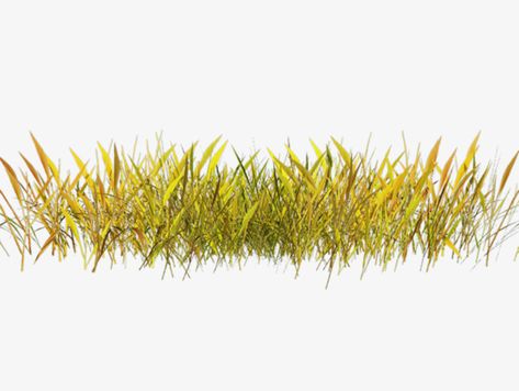 Grass Png, Grass Vector, Png Transparent Background, Png Transparent, Png Images, Background Images, Transparent Background, Clip Art