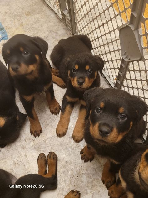 Rottweiler Puppies for sale Rottweiler Puppies For Sale Near Me, Rottweiler Puppies For Sale, Rottweiler Breed, Cockapoo Puppies, Labradoodle Puppy, English Bulldog Puppies, Rottweiler Puppies, Goldendoodle Puppy, Pug Puppies