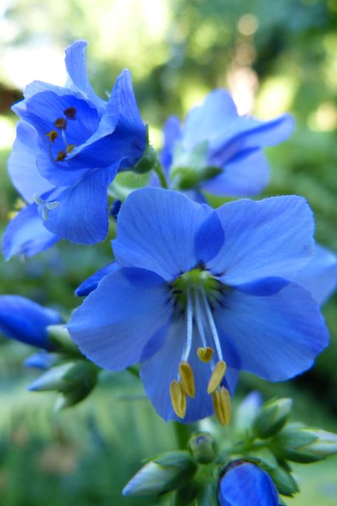 Blue Flowers Photography, Colorado Wildflowers, Clock Flower, Strange Flowers, Pink Flowers Wallpaper, Blue And Purple Flowers, Garden Help, Wonderful Flowers, Blue Garden