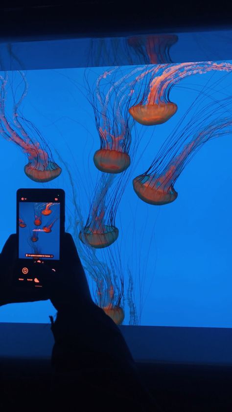 Aquarium Photoshoot Aesthetic, Aquarium Aesthetic Jellyfish, Cute Aquarium Pictures, Aquarium Inspo Pics, Jellyfish In Aquarium, Jellyfish Aquarium Aesthetic, Aesthetic Aquarium Photos, Aquriam Aesthetic, Aquariums Aesthetic