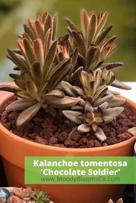 Kalanchoe tomentosa 'Chocolate Soldier' Chocolate Soldier Succulent, Chocolate Soldier Plant, Kalanchoe Succulents, Chocolate Soldier, Outdoor Succulents, Suculent Plants, Succulent Names, Succulent Species, Flowering Succulents