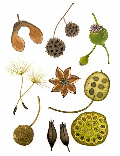 Every problem has in it the seeds of its own solution. If you don't have any problems, you don't get any seeds.. - Norman Vincent Peale Seed Heads Drawing, Seeds Illustration, Seed Pods Art, Seed Illustration, Seed Art, Seed Pots, Seed Heads, Elements Illustration, Seed Pod