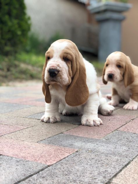 Basset Hound puppies for sale! Basset Hound For Sale, Bassett Hound Puppy, Miniature Basset Hound, Baby Basset Hound, Dog Outline Tattoo, Basset Hound Puppies, Basset Puppies, Dog Outline, Outline Tattoo