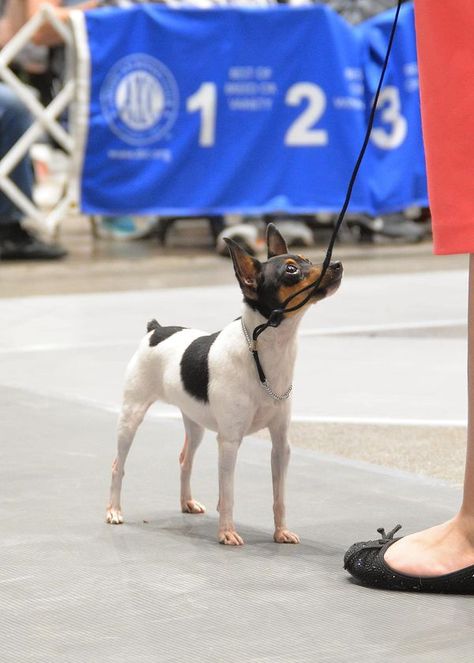 Am's Toy Fox Terriers Toy Fox Terriers, Fox Terriers, Fox Terrier, Dog Breeds, The Ring, Show Off, Fox, Toys, Ring