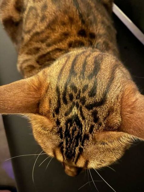 The Pattern On My Cats Head Looks Like Sauron Mustache And Goatee, Majestic Horses, Jenny Brown, Fursuit Head, Rare Cats, Rex Cat, Cat Photos, Adorable Cats, Head Tattoos