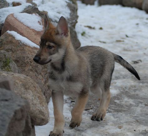 Czechoslovakian Wolfdog 02 Czechoslovakian Wolfdog Puppy, Tamaskan Dog Czechoslovakian Wolfdog, Saarloos Wolfdog, Tamaskan Dog, Czechoslovakian Wolfdog, Wolf Poses, Baby Wolves, Protective Dogs, Dog Anatomy