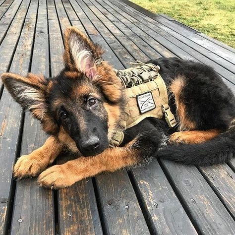 Adorable German Shepherd, German Shepherd Service Dog, Baby German Shepherds, Shepard Dog, Army Dogs, Puppy Obedience Training, Positive Dog Training, Easiest Dogs To Train, German Shepards