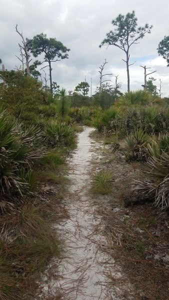 Florida Core Aesthetic, Gothic Florida, Rural Florida, Florida Woods, Florida Gothic, Charleston Living, Fall In Florida, Wild Florida, Swamp Queen