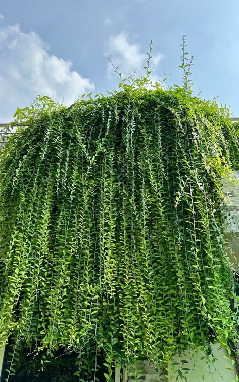 Curtain Creeper, Creepers, Curtains, Nature