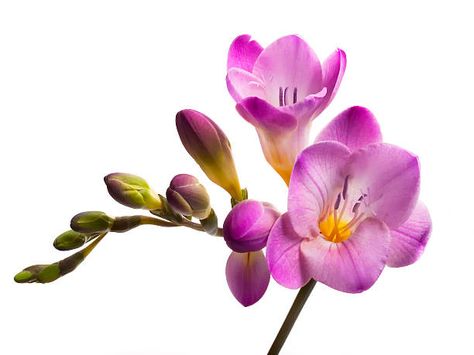 Freesia Pictures, Images and Stock Photos - iStock Freesia Flower, Freesia Flowers, Flower Stock, Watercolor Flower Art, Single Flower, Different Flowers, Arte Floral, Flowers Nature, Flower Photos