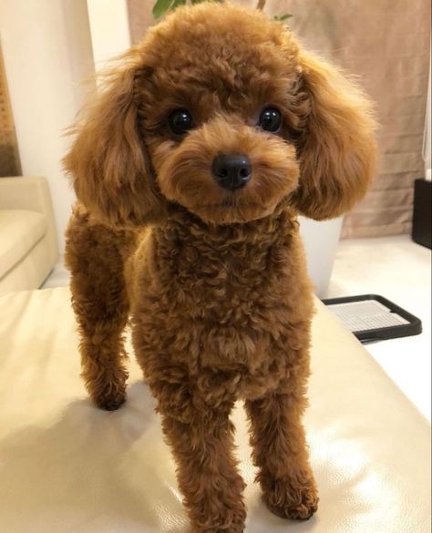 Teddy Bear Puppies Haircuts, Toy Cavoodle Haircut Styles, Poodle Toy Haircut Styles, Teddy Bear Haircut Poodle, Cute Toy Poodle Haircut, Teddy Bear Dog Hair Cuts, Mini Doodle Haircut, Mini Poodle Haircuts, Toy Poodle Haircut Styles Short